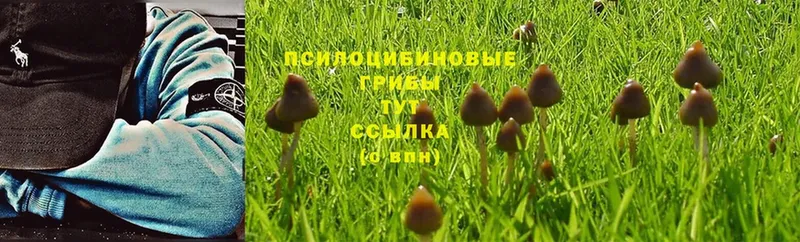 Галлюциногенные грибы MAGIC MUSHROOMS  Ессентуки 